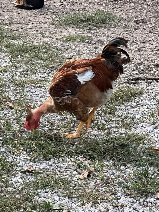 Frango Caseiro Traçado a Frango do Aviário