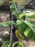 Bananeira da madeira