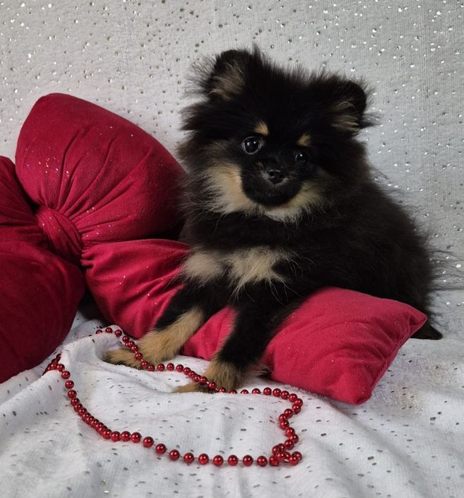 Гарненька манюня померанський щпіц