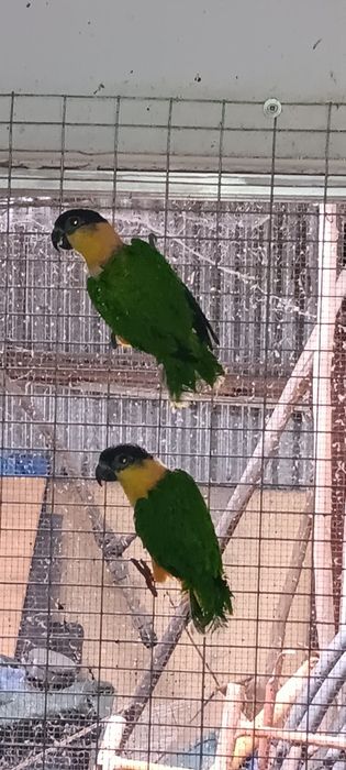Marianinha e loris