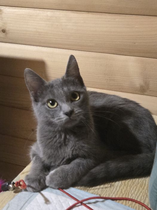Котенок -девочка  метиска русской голубой ищет семью