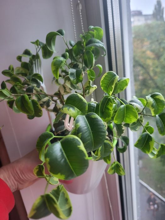 Фікус Ірен, варієгатний