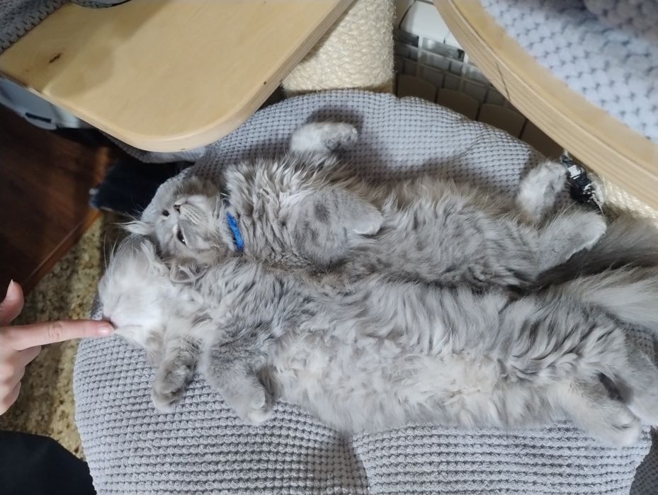 Kocurek Brytyjski  Długowłosy Niebieski