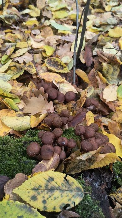 Лісові гриби, опеньки