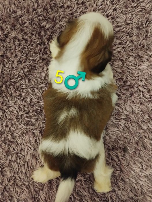 Shih tzu 100% prawdziwe rasowe cudeńka