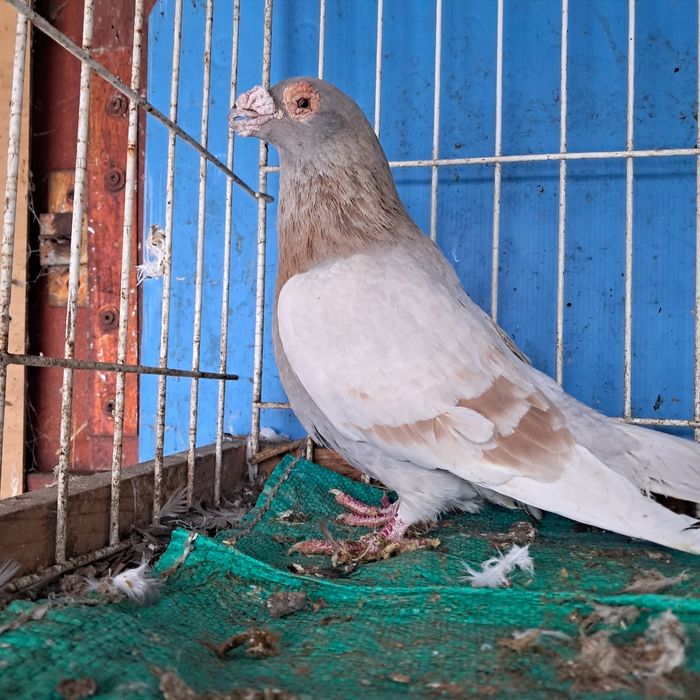 Dragon dragony możliwy transport