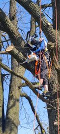 Wycinka i pielęgnacja drzew metodami alpinistycznymi Bielsk Białystok