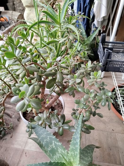 Суккуленты эхеверии алоэ декоративные крассулы