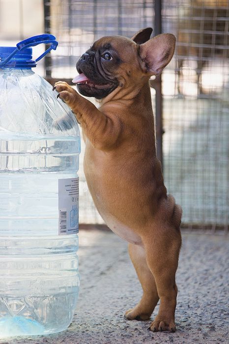 Дівчинка, бульдог франик