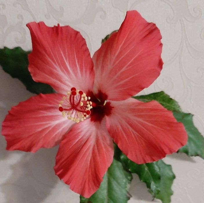 Гібіскус кімнатний