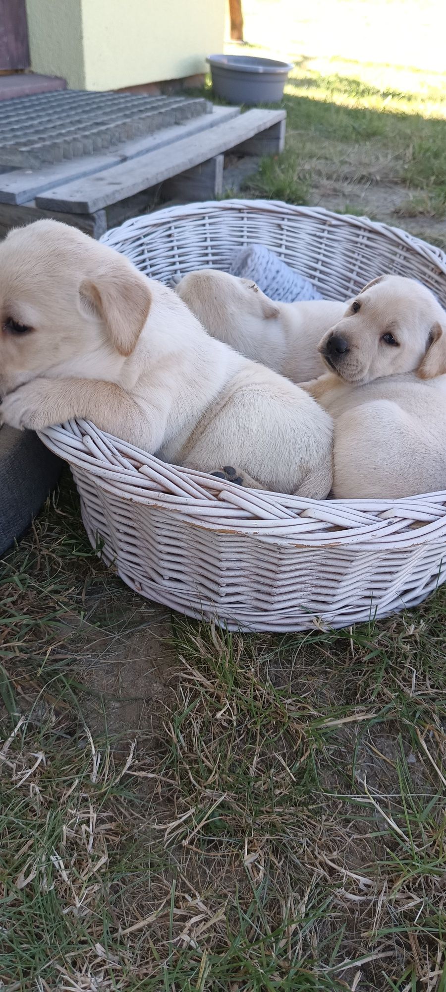Szczeniaki Labrador Retriever