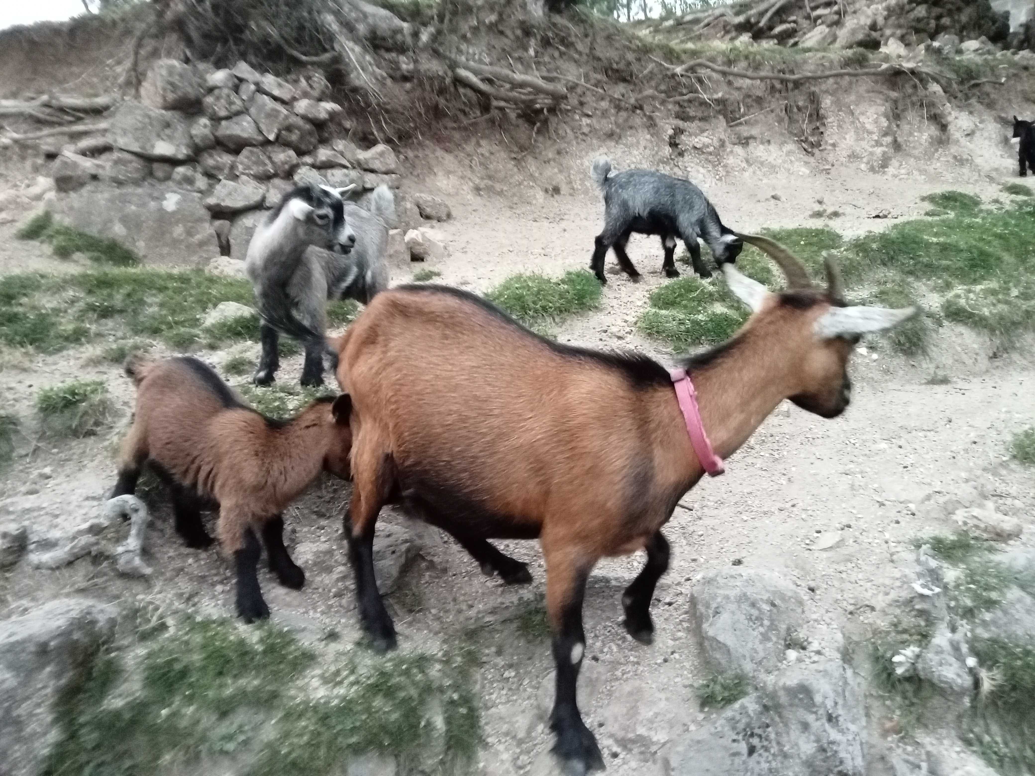 Cabras anãs/israelitas