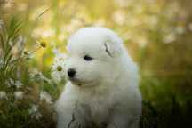Samoyed chłopiec.  ZKwP,FCI.
