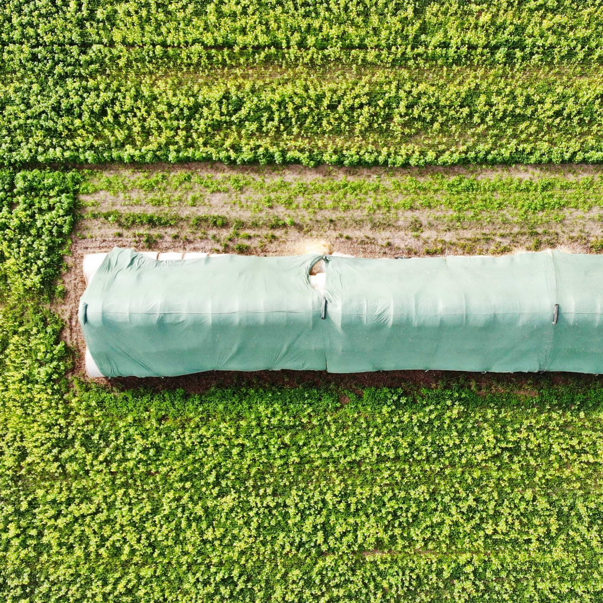FLIZ do słomy ( 15.60 x 25m ) 150g/m² Polska NaturSorte  NAJTANIEJ !
