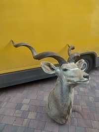 Antylopa Kudu...
