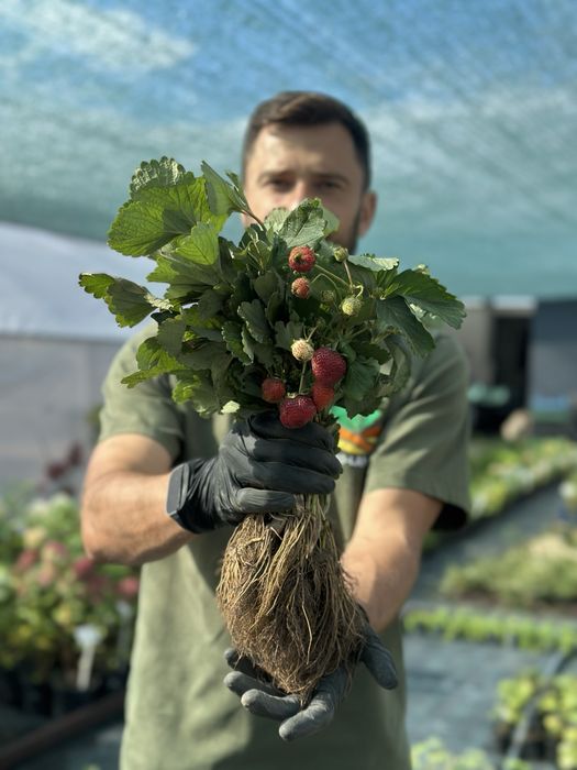 Саджанці копаної ремонтантної, літньої полуниці + Подарунок