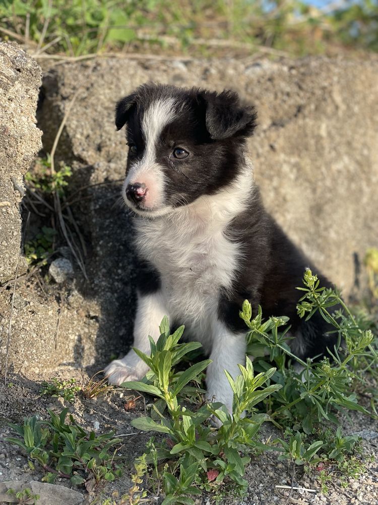 Border Collie fêmea