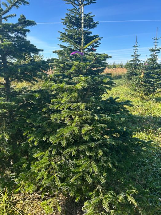 JODŁA kaukaska -GAŁĘZIE Nordman i Nobilis Plantacja producent