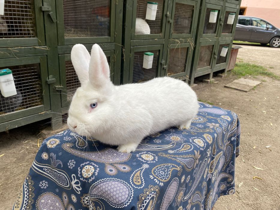 Wiedeński BIAŁY Samiczki do wyboru 4szt