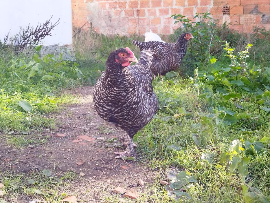 Duas frangas Malines