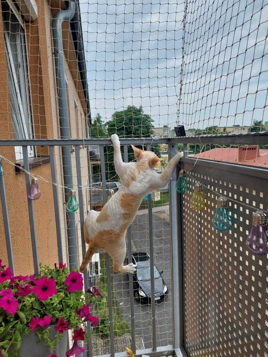 Siatka dla kota, siatka na balkon, taras, przed gołębiami, moskitiery