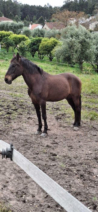 Cavalo cruzado - castrado - 12 anos