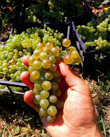 Саджанці технічного сорту винограду Біанка