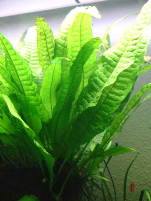 Microsorium pteropus roślina akwariowa