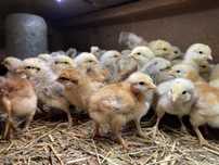 Продам курчат різних порід