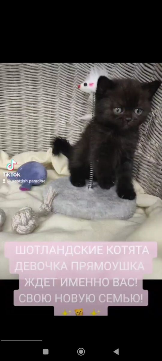 Продам Шотландских котят