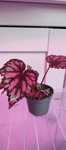 Begonia Sadzonki