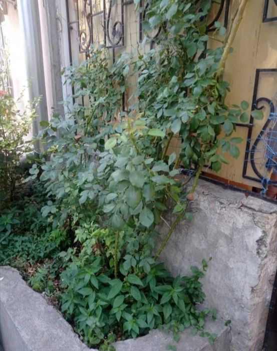 Аренда 2к кв смежка ул Разумовская/АТБ,газ.котел не зависит от света