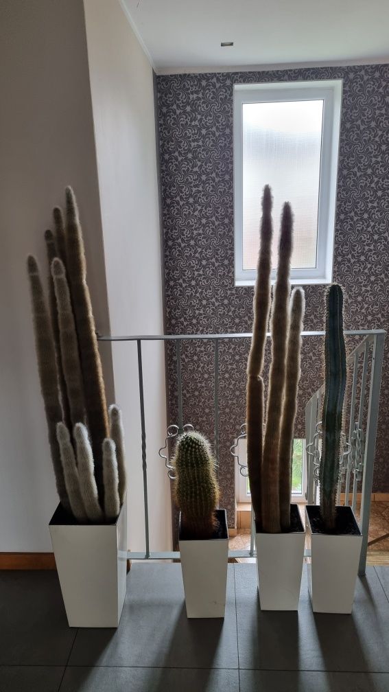 Na sprzedaż Kaktus, kaktusy