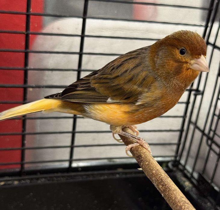 Клітка для канарок