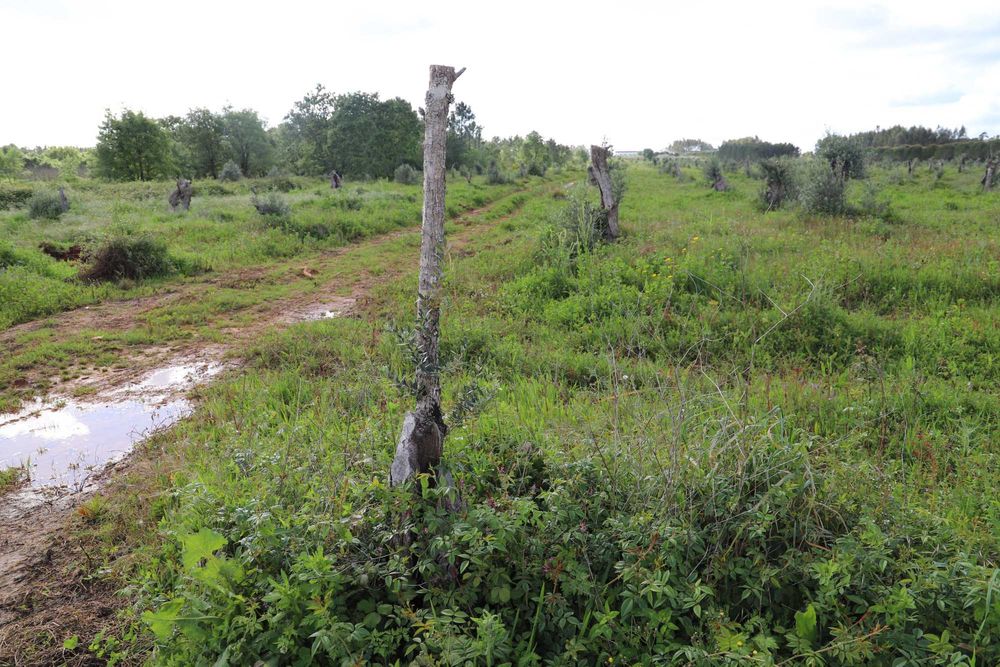 Oliveiras centenárias de variedade galega - Preços de 75€ - 200€