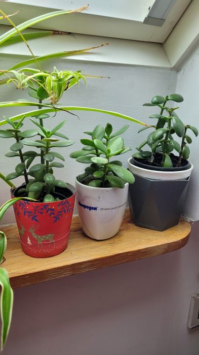 Trzykrotka purpurowa grubosz .