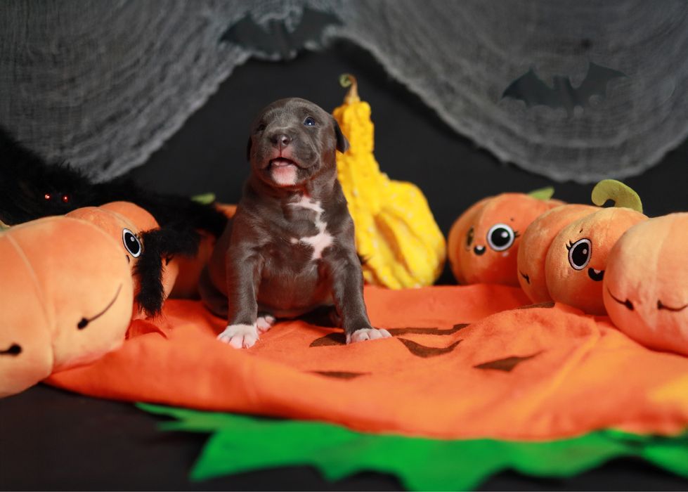 American Staffordshore Terrier Samica Champion Blue Line