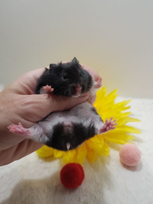 Chomik syryjski (Mesocricetus auratus) maluszki