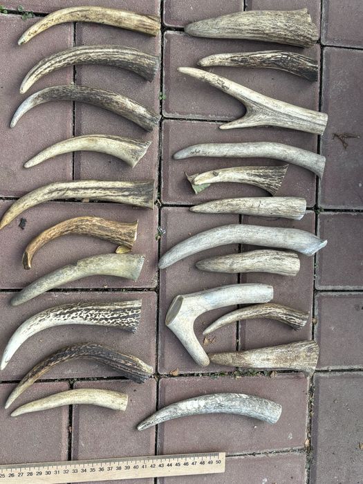 Заготовки рог для поделок