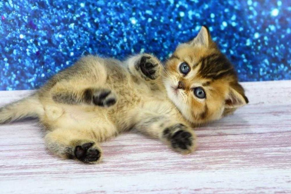 Хлопчик прямовушка. Є така саме дівчинка