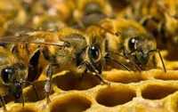 Продам бджолопакет (відводок з маткою) Дадан