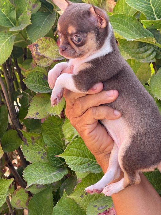 Chihuahua femea cor de chocolate