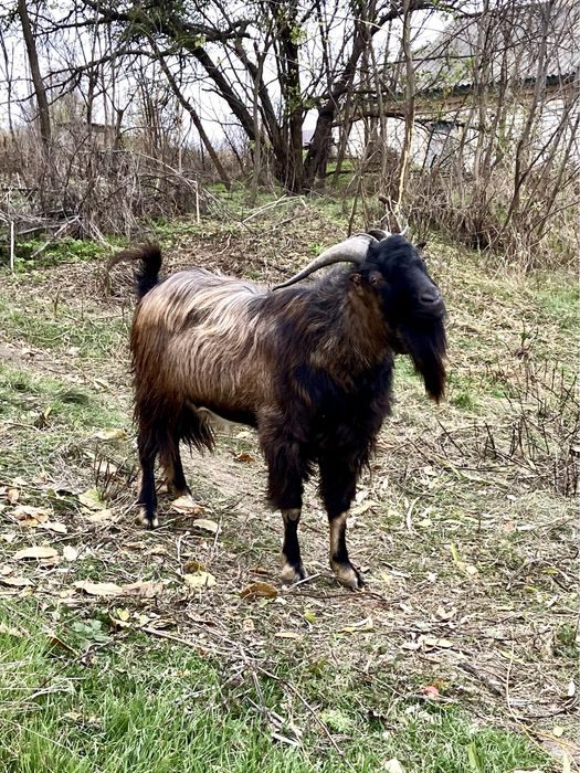 Цап, козел Ламанча