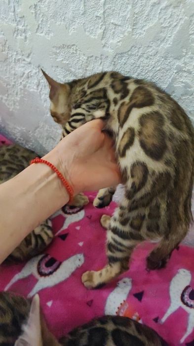 Бенгальский котенок