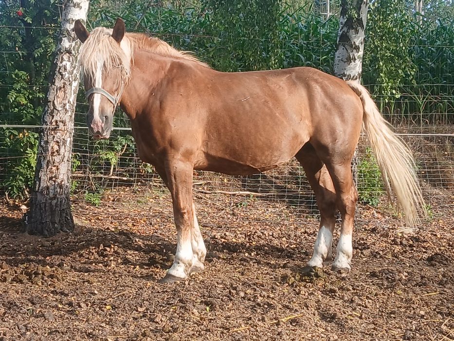 Klacz 6l 165cm  czeski noric