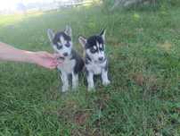 Piesek Syberian husky
