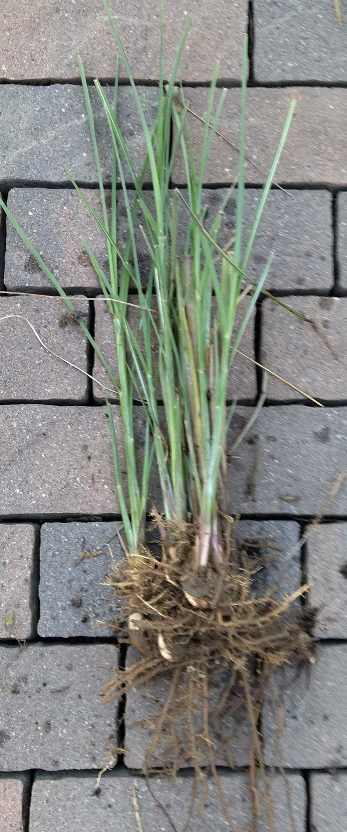 Miskant chiński Yaku Jima wys. do 150 cm