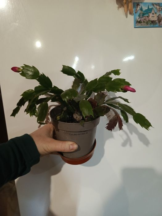 Шлюмбергера/різдвяник/декабрист