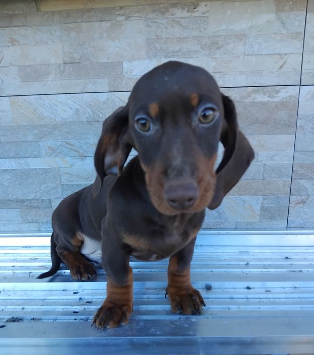 Jamnik miniaturowy piesek czekoladowy