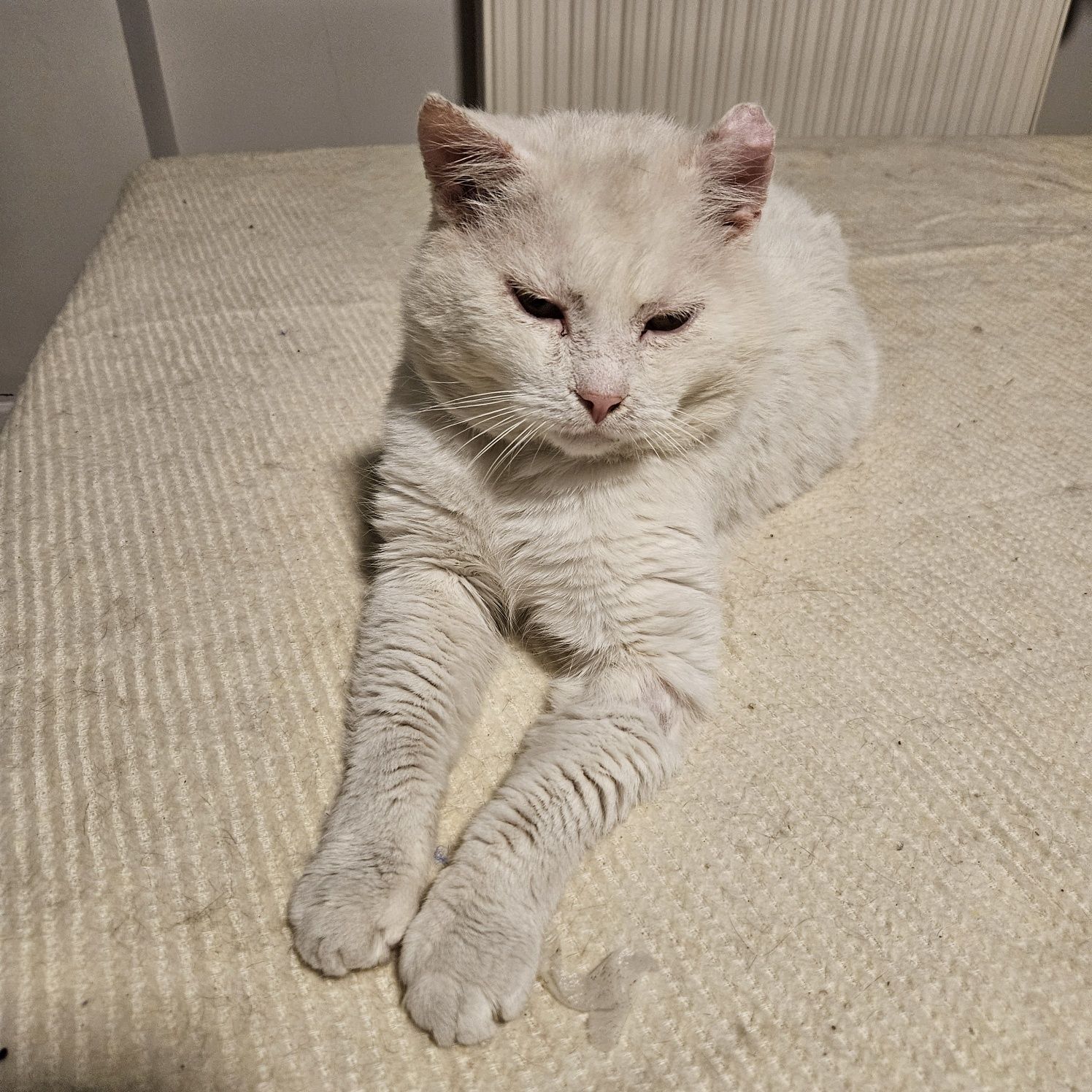 Podaruj domek cudnemu Kotku. fiv +